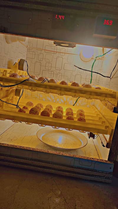 full automatic incubator for sale with hatching trays 98percent result