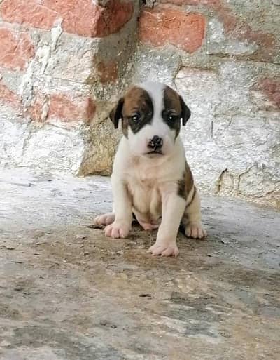 bully gultair male puppy