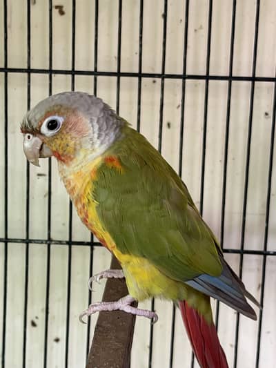 Conures Breeder pair