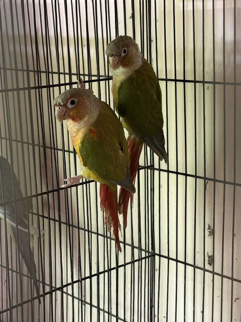 Conures Breeder pair 1