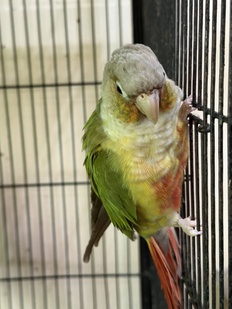 Conures Breeder pair 2