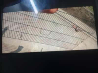 Birds Cage 36/18 inches