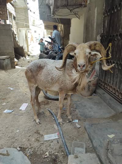 sheep