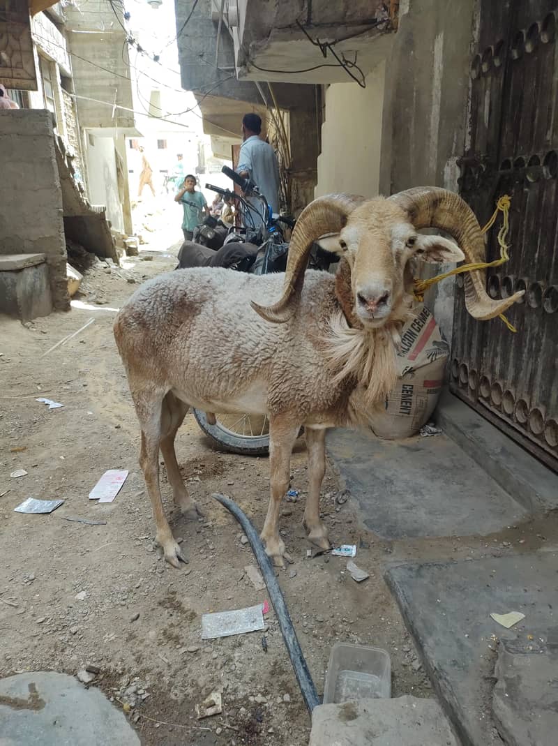 sheep 0