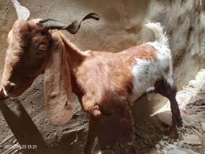 Qurbani ki Bakri Special Goat