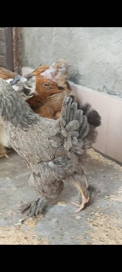 brahma female available 03280058008 contect