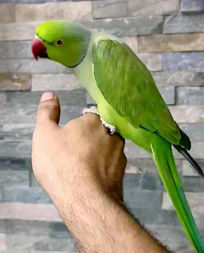 healthy and active male