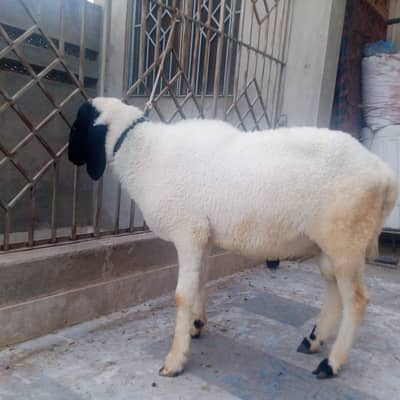 two male sheeps for sale