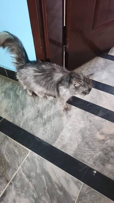 Persian gray cat