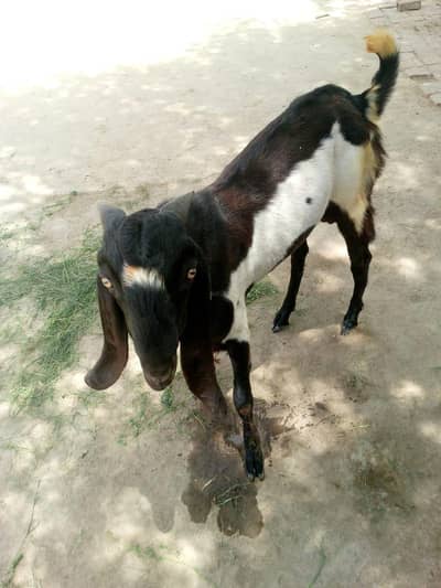 for sale