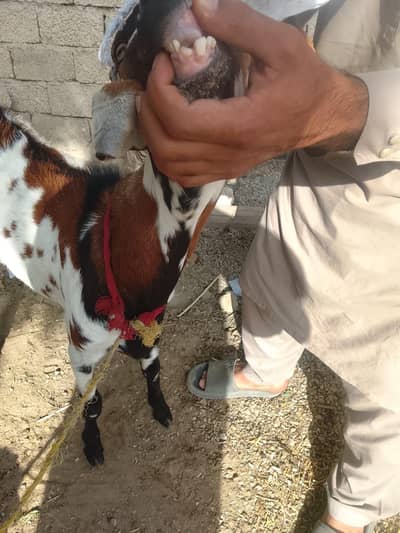 goat for sale