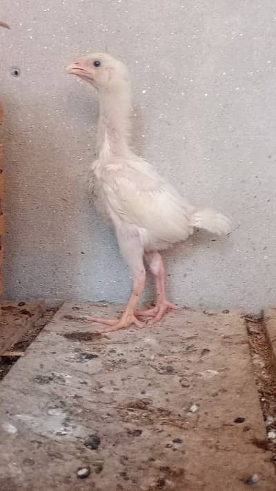 white German oshamo chicks