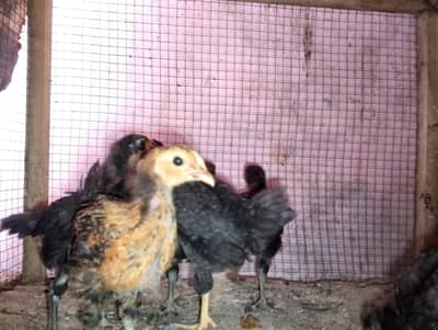 AAA Poultry Farm Represent Your choice our struggle