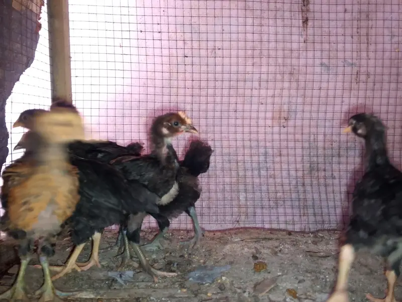 AAA Poultry Farm Represent Your choice our struggle — photo 6