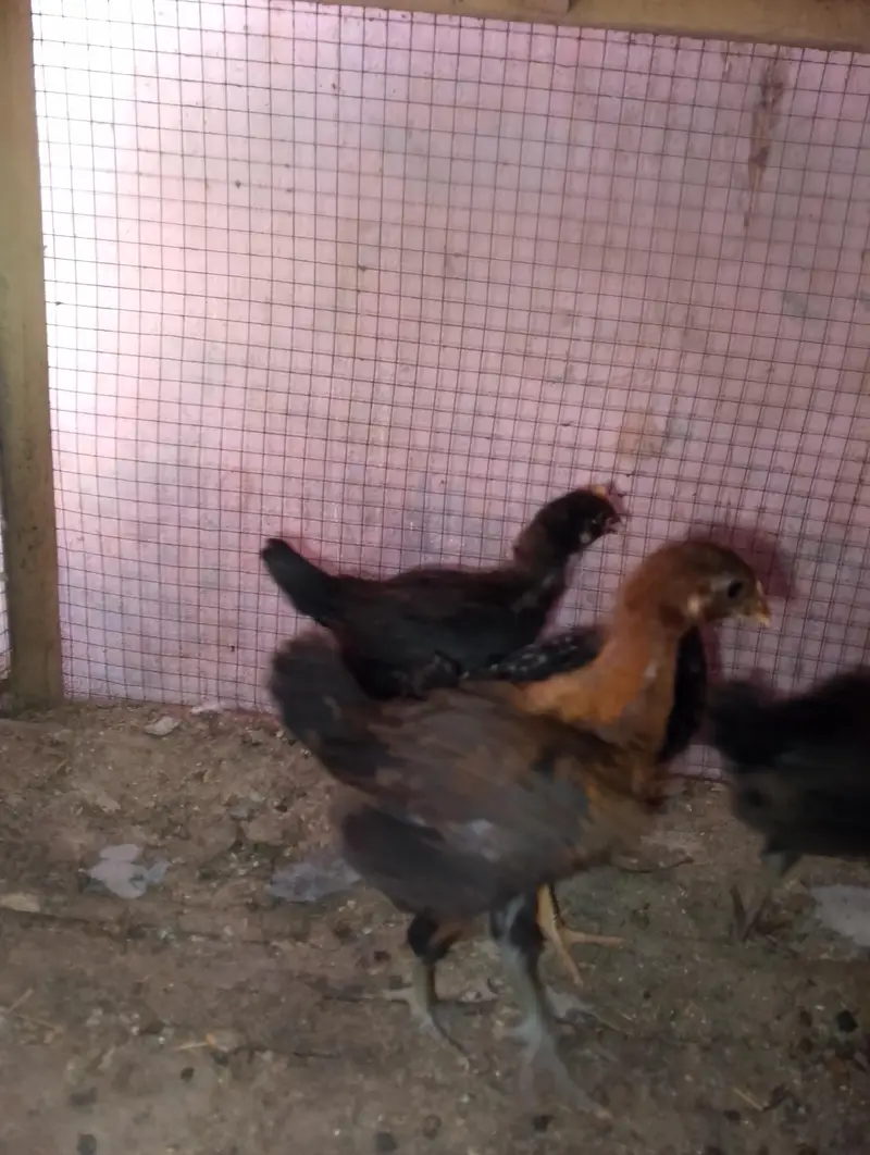 AAA Poultry Farm Represent Your choice our struggle — photo 7