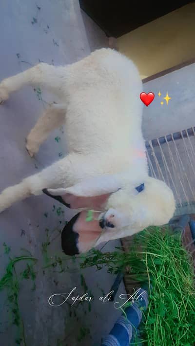 kajla ka bacha for sale