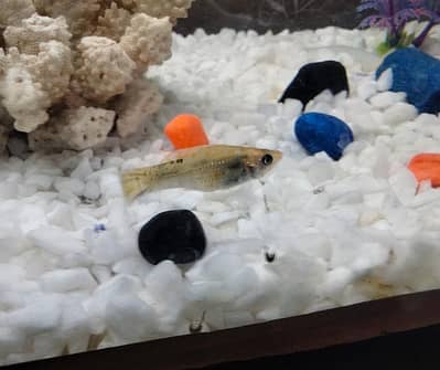 Healthy Adult Male Molly For Sell