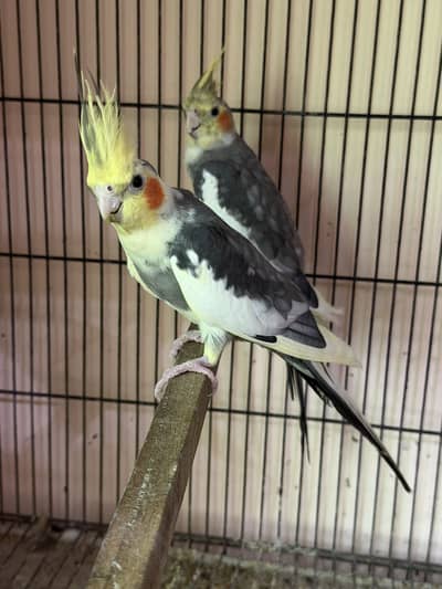 Light pied young birds