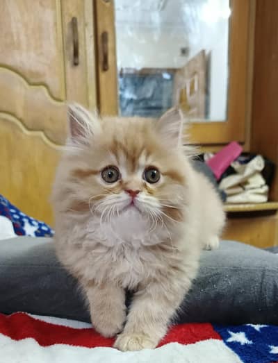 Persian triple coated male kittens available for sale