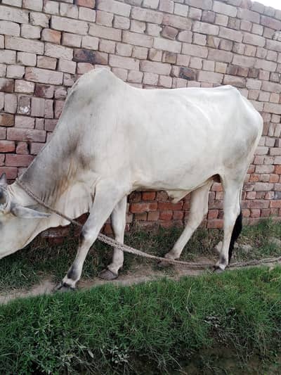 bull / bull/ Bachra/Wacha /Desi Bachra/ Qurbani 2026