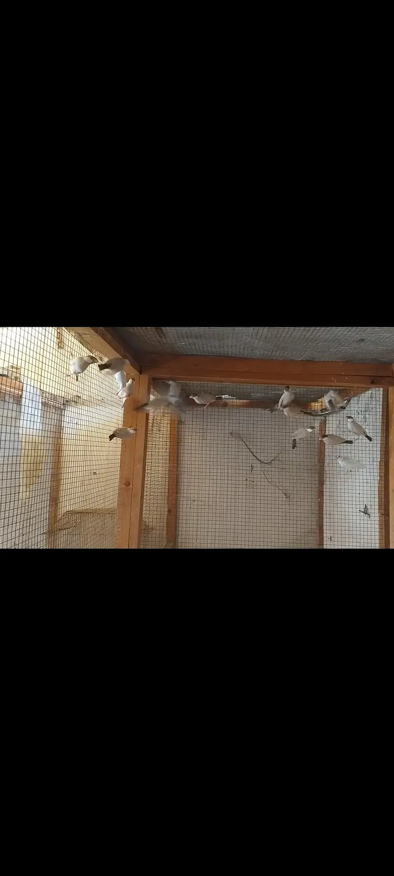 java sparrows Paris — photo 2