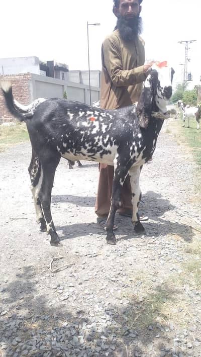 Goats bakrey For Sale