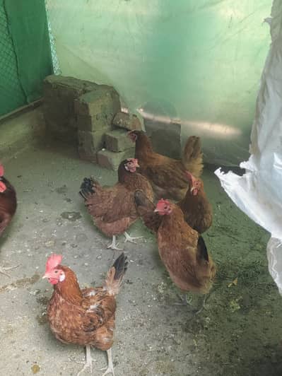 Golden Misri Hens for sale