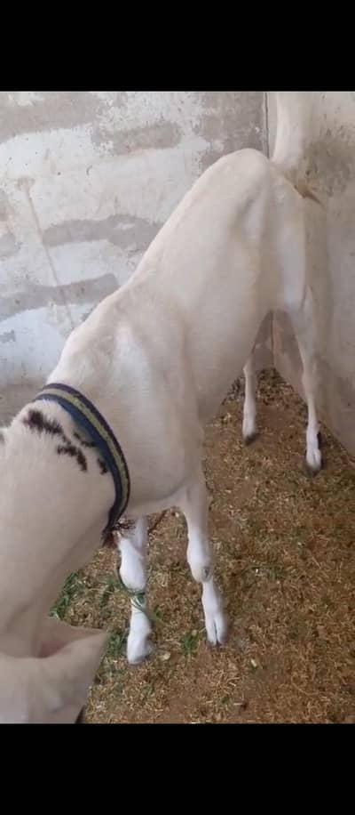 white dunda Bakra for sale