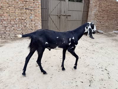 Qurbani k bakray available.