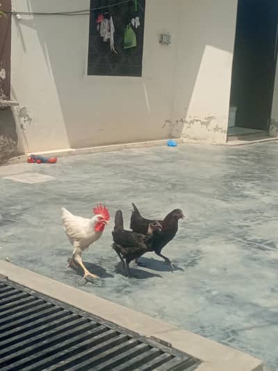 For Sale Hens