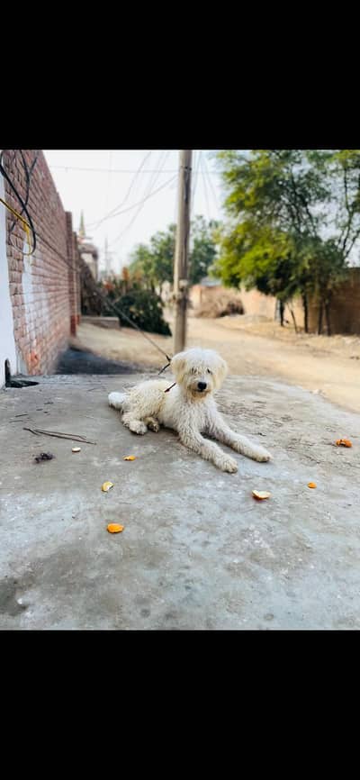 goldendoddels dog ghar ka pala hua ha khelta rehta ha