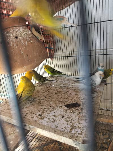 bajari birds