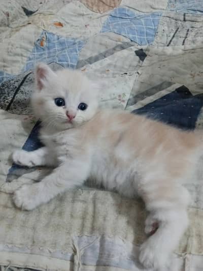 Persian kittens available