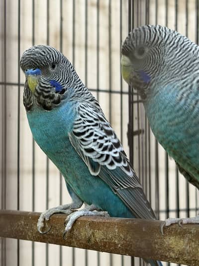 Budgies mix mutations