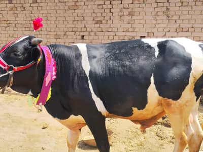 Bull for Eid Special
