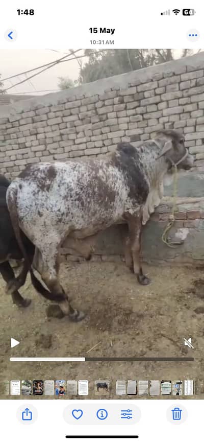Bail for Qurbani