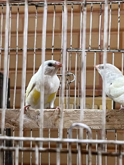 Lutino Goldien finch