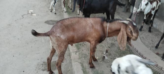 qurbani ke liye Eid ke liye bakre Hain
