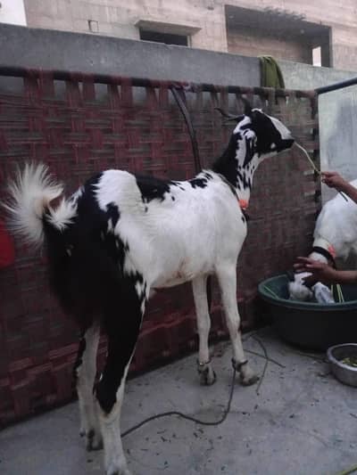 khassi Bakra 2 dant