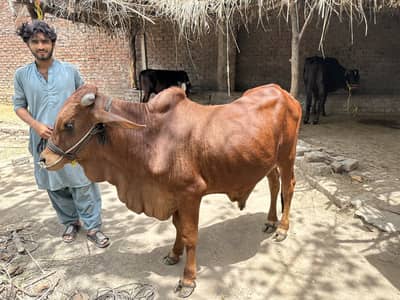 Sahiwali Wacha for Qurbani Wera