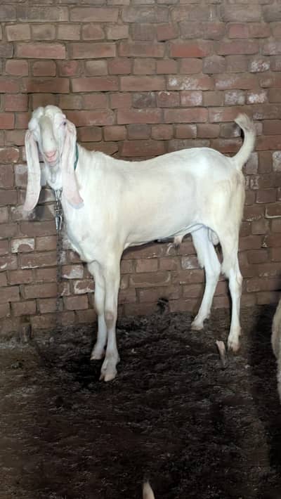 SUPER VIP Rajanpuri Chogga Goats | Beauty & Quality at Its Best