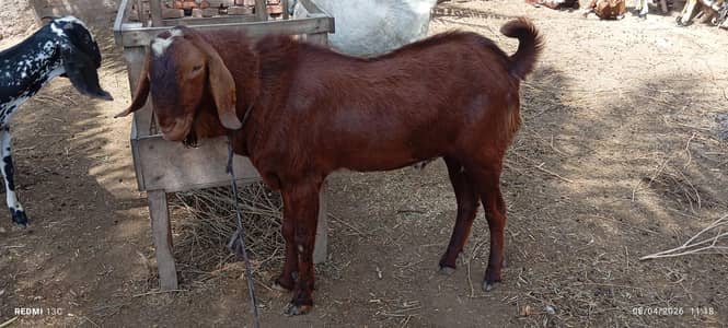 4 Dant Bakra For Qurbani