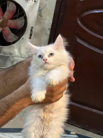 Persian cats 2 kitten 1. female
