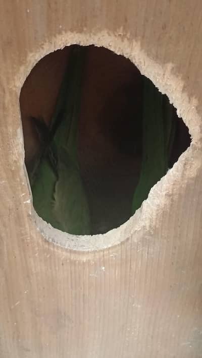 ringneck parrot pair