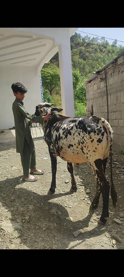 Bull for Qurbani