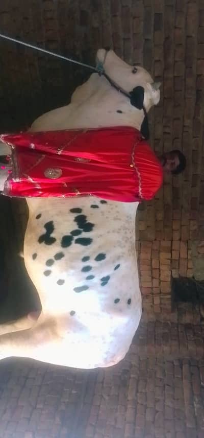 Eid offerFateh jangi Cholistani mix bull