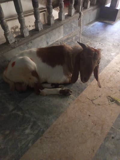 donda bakra