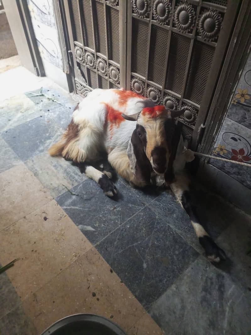 donda bakra 1