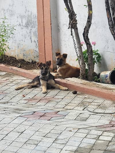 German and Belgium Shepherd Cross