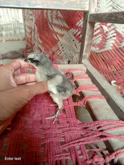 aseel chicks for sale